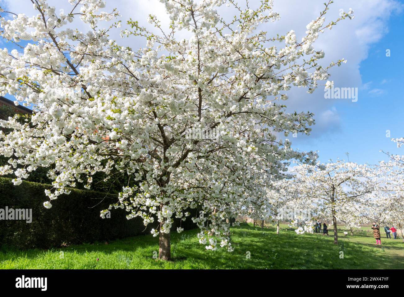 Alberi di ciliegio bianco in fiore durante la primavera o la marzo presso la tenuta Mottisfont Country Estate nell'Hampshire, Inghilterra, Regno Unito Foto Stock