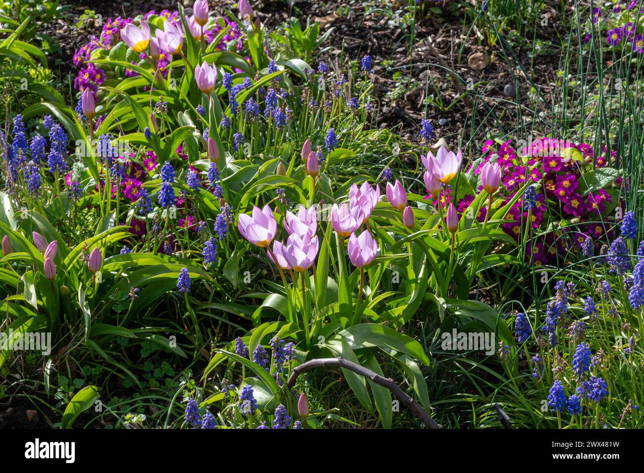 Fiori primaverili in un colorato letto di fiori misti, tra cui tulipani, giacinti dell'uva e primula, Hampshire, Inghilterra, Regno Unito Foto Stock