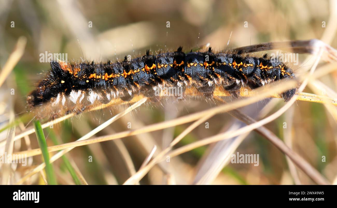 Bevitore moth caterpillar Foto Stock