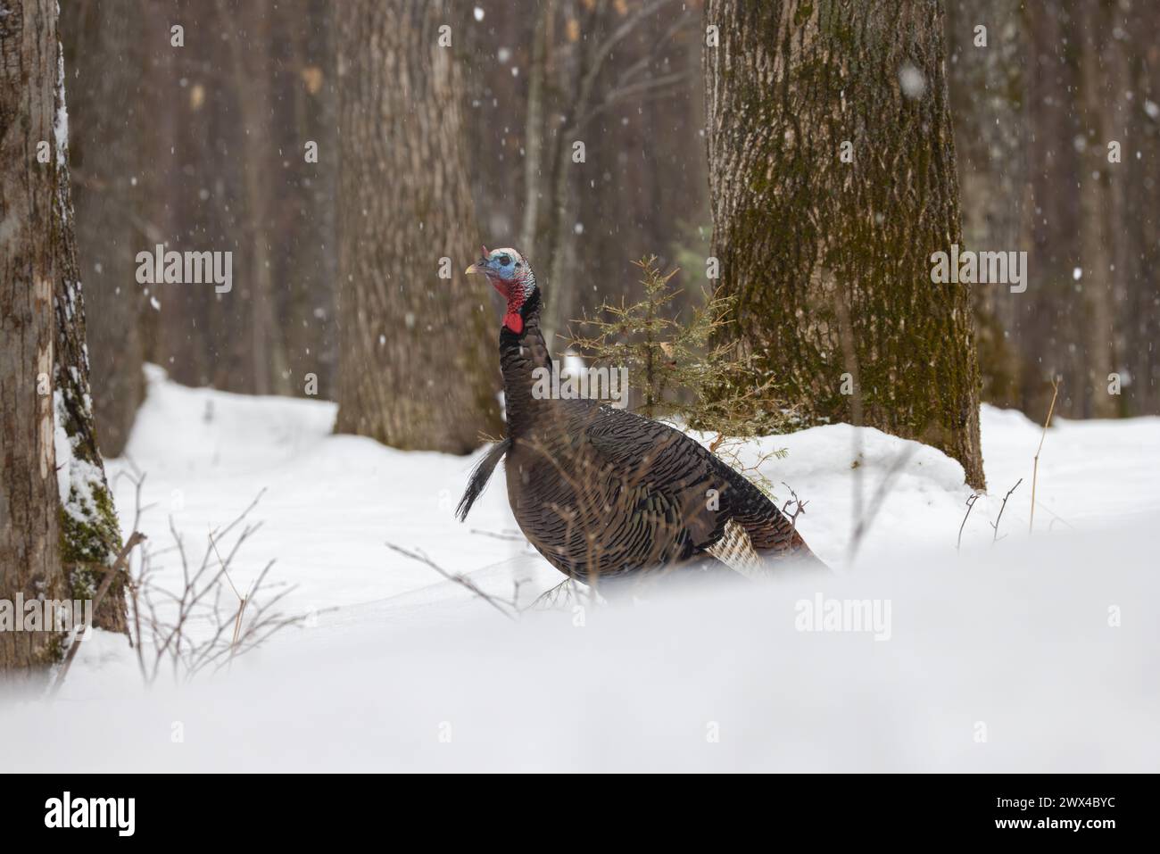 Tom turkey in un giorno di marzo nel Wisconsin settentrionale. Foto Stock