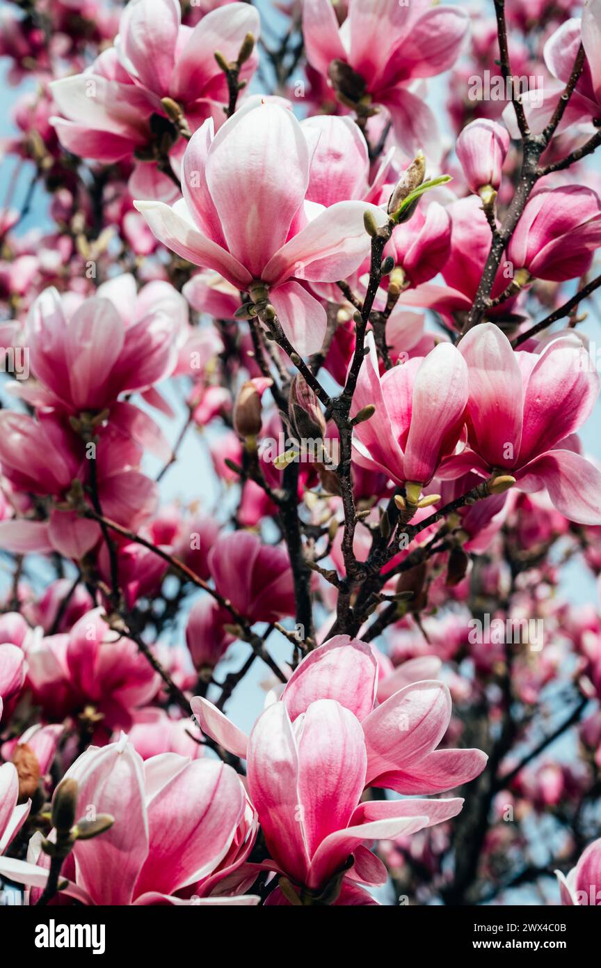 Bellissimi fiori di magnolia rosa chiaro su sfondo blu cielo Foto Stock