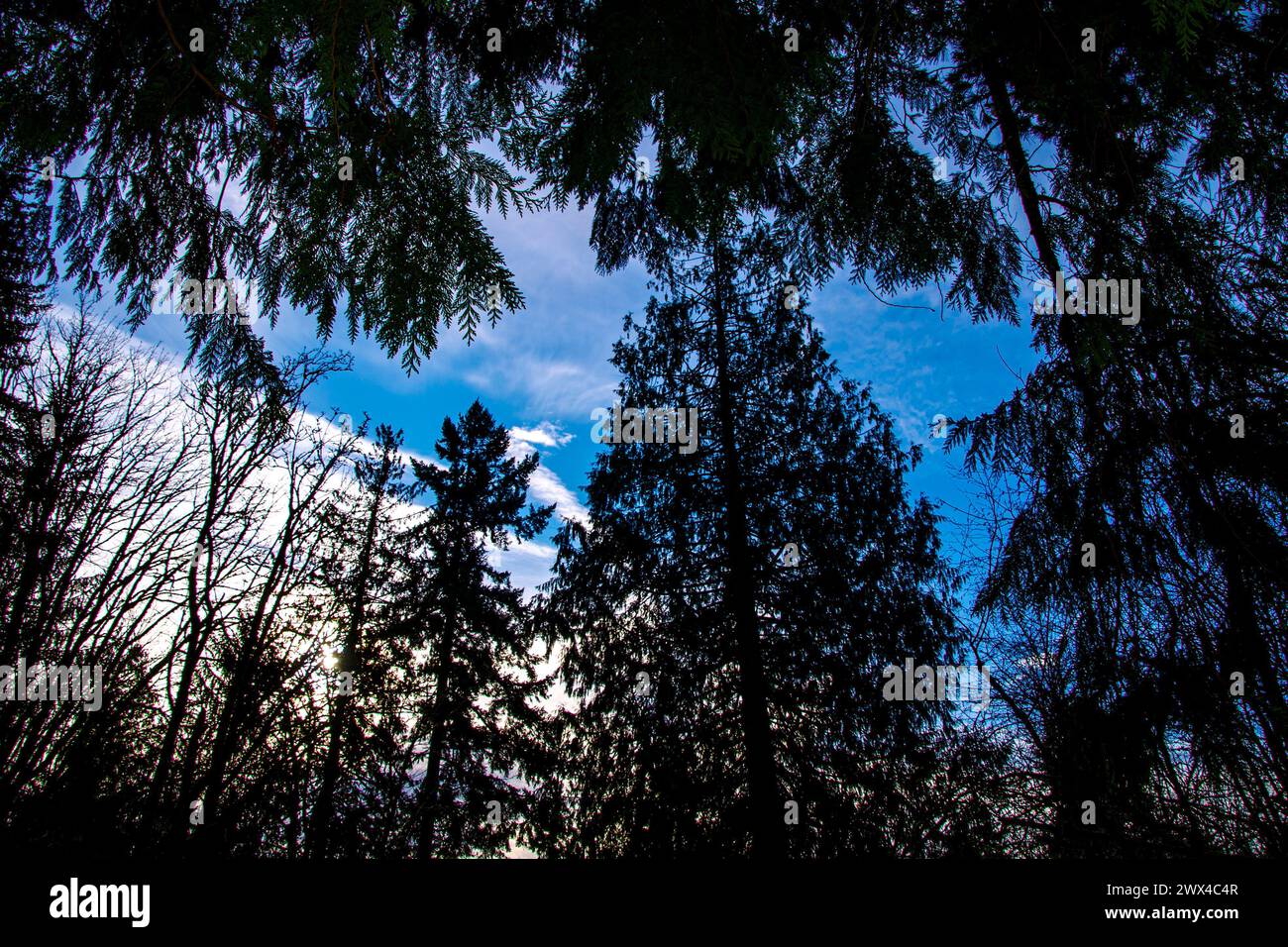 Cielo con ombre d'albero Foto Stock
