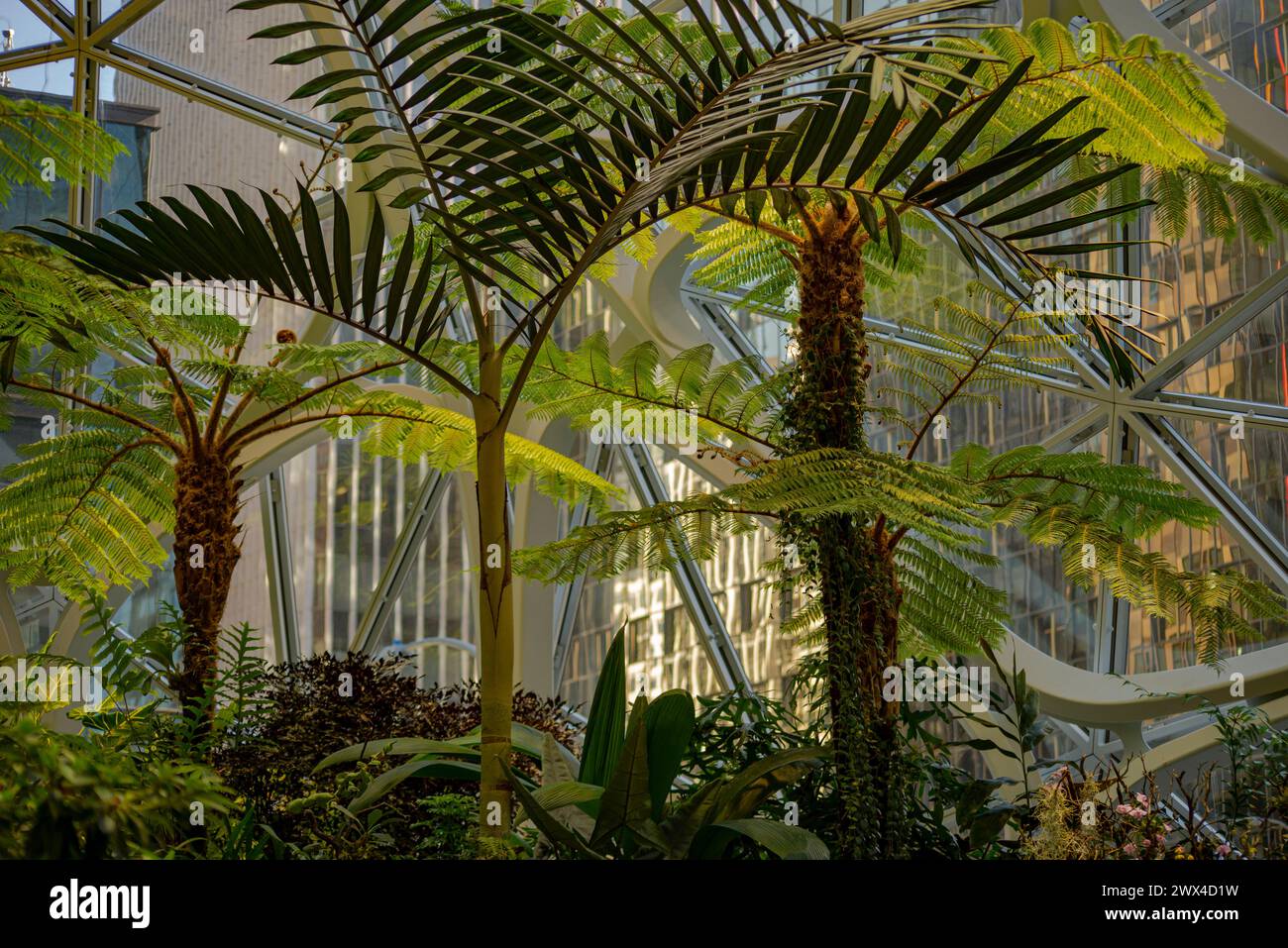 Amazon Spheres, Seattle Foto Stock