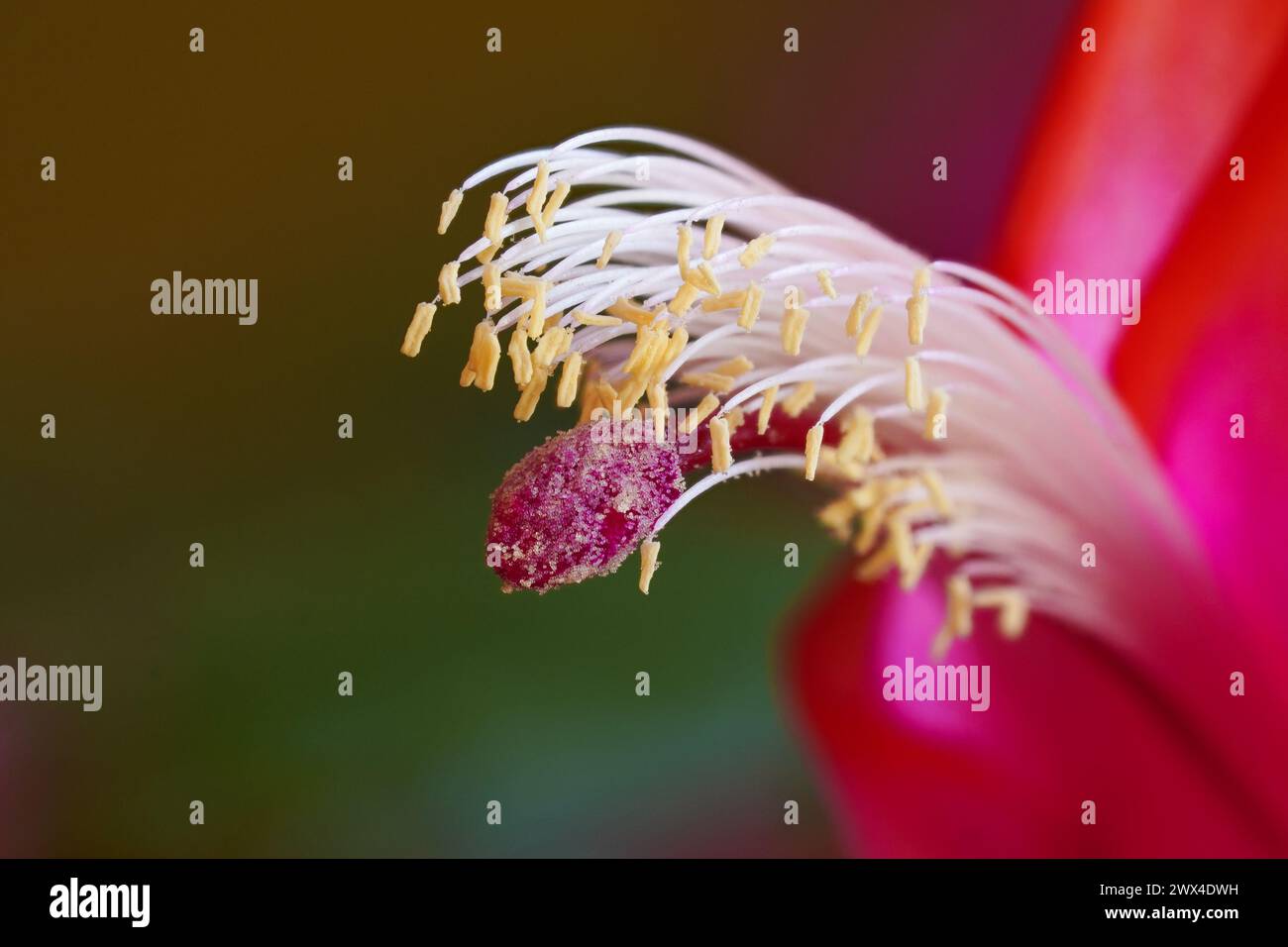 Primo piano di un fiore di Cactus di Natale - Schlumbergera - in fiore che mostra i dettagli dello stallo e della pistola Foto Stock