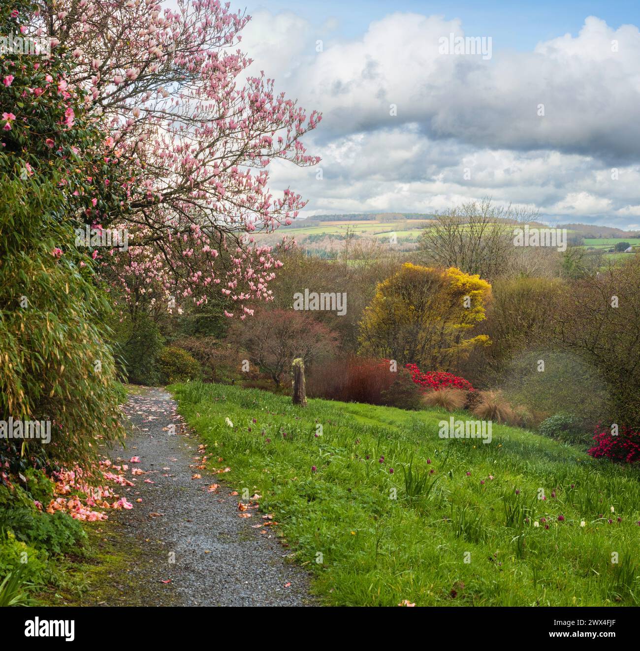 Le vedute delle prime ore di primavera presso la Garden House, Buckland Monachorum, Devon, Regno Unito, incorniciano le vedute delle colline del West Devon fino a Bodmin Moor Foto Stock