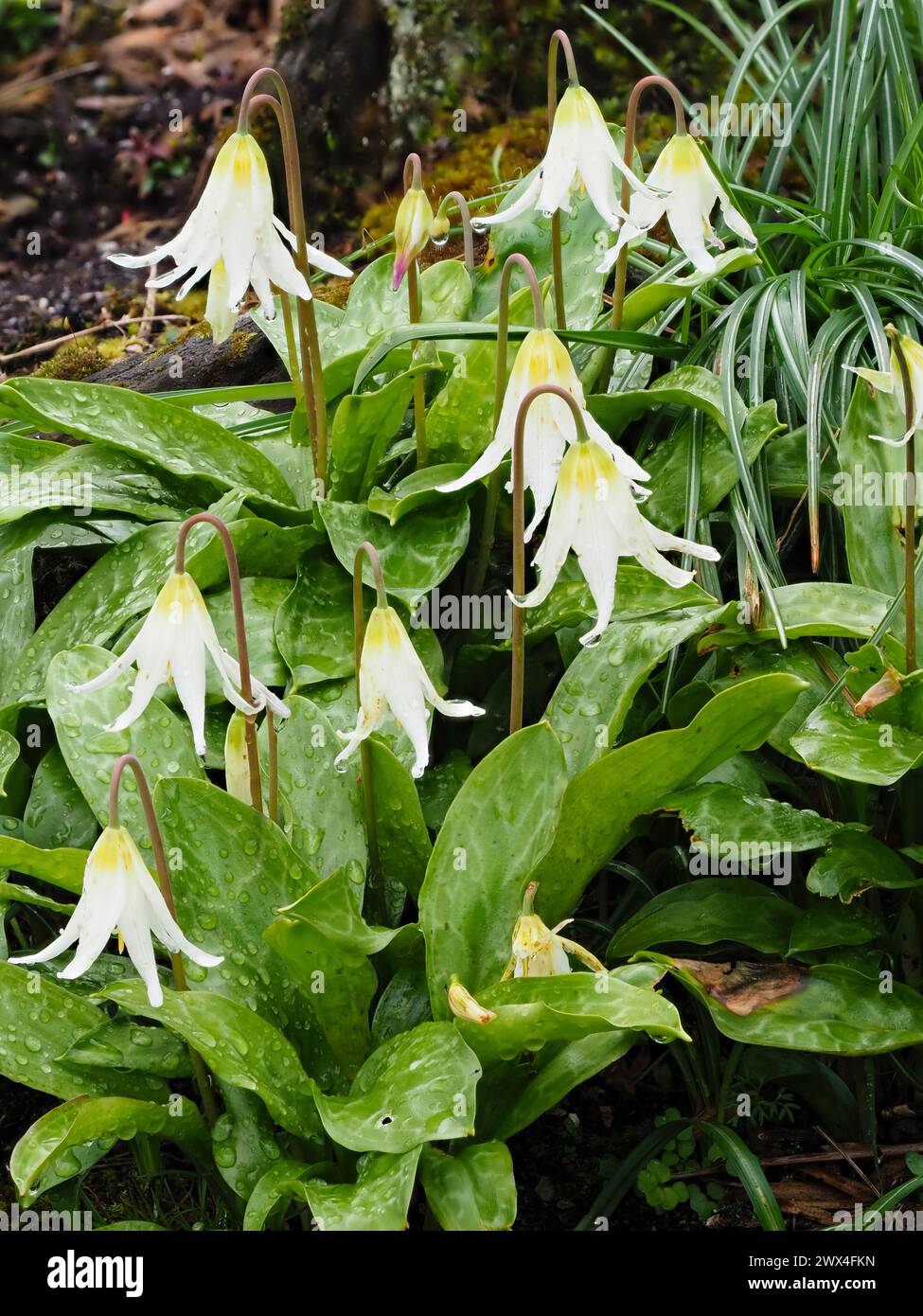 Petali bianchi riflettenti del bulbo di giglio di trota fiorito all'inizio della primavera, Erythronium californicum "White Beauty" Foto Stock