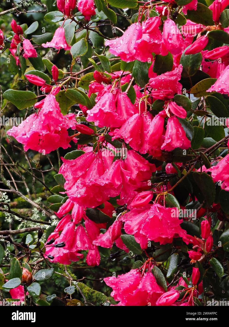 Fiori rosa profondi della primavera che fioriscono arbusto sempreverde, Rhododendron orbiculare Foto Stock