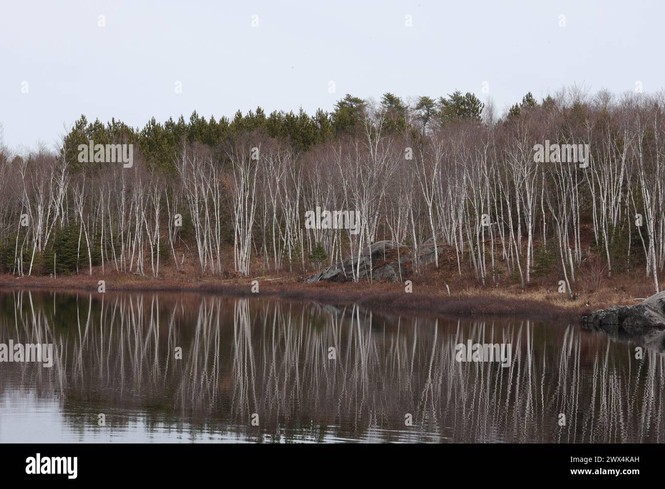 Un albero di betulla sorge lungo le rive del lago Huron nell'Ontario nordoccidentale all'inizio della primavera. Foto Stock