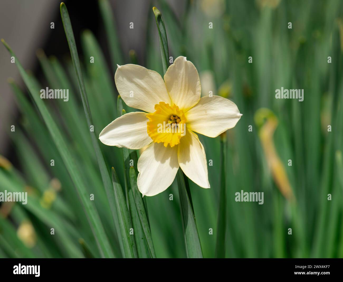 Narcissus Blooms Amaryllidaceae ,Daffodil, Daffodils. Jonquils, White Paper, White Paper, Tazettas Foto Stock