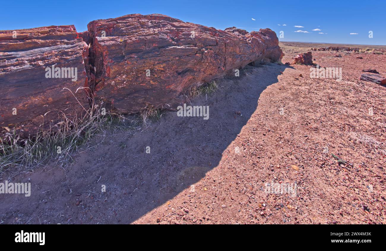 Tronchi di alberi fossilizzati molto grandi lungo il Long Logs Trail nel Petrified Forest National Park in Arizona. Foto Stock