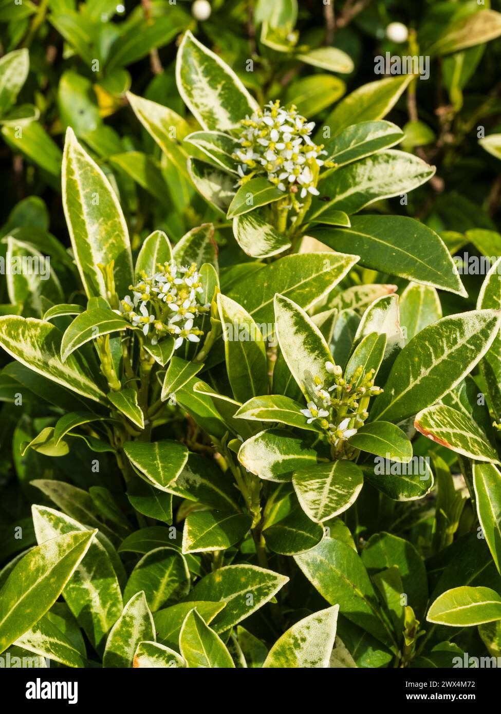 Venatura bianca risultante da danni solari sulle foglie del bosco sempreverde, Skimmia japonica "Wakehurst White" Foto Stock