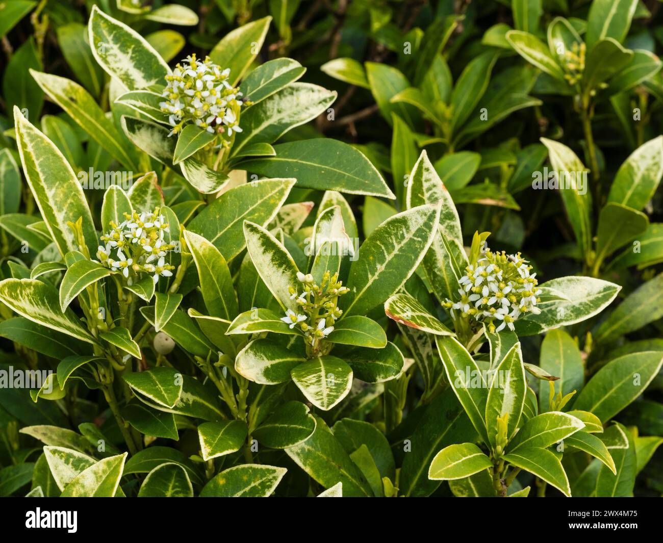 Venatura bianca risultante da danni solari sulle foglie del bosco sempreverde, Skimmia japonica "Wakehurst White" Foto Stock