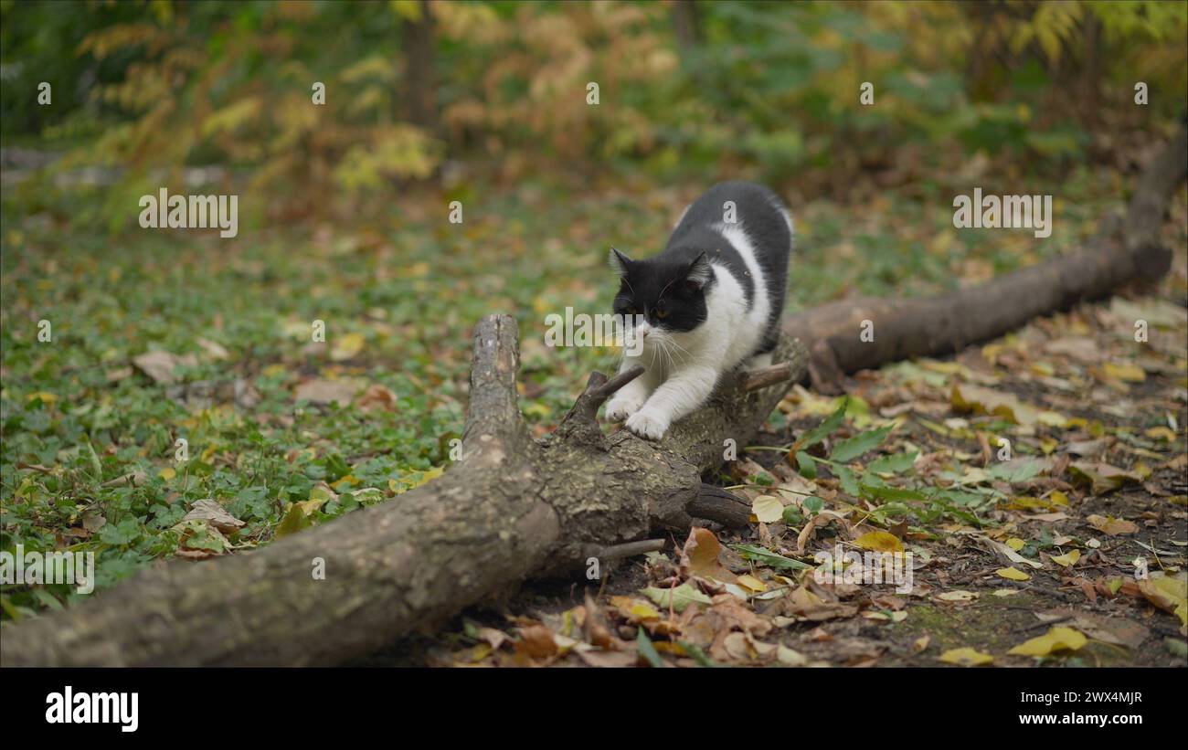 il gattino si erge sulle zampe posteriori e affila i suoi artigli contro l'albero. Il gatto affina gli artigli su un albero disteso. Foto Stock