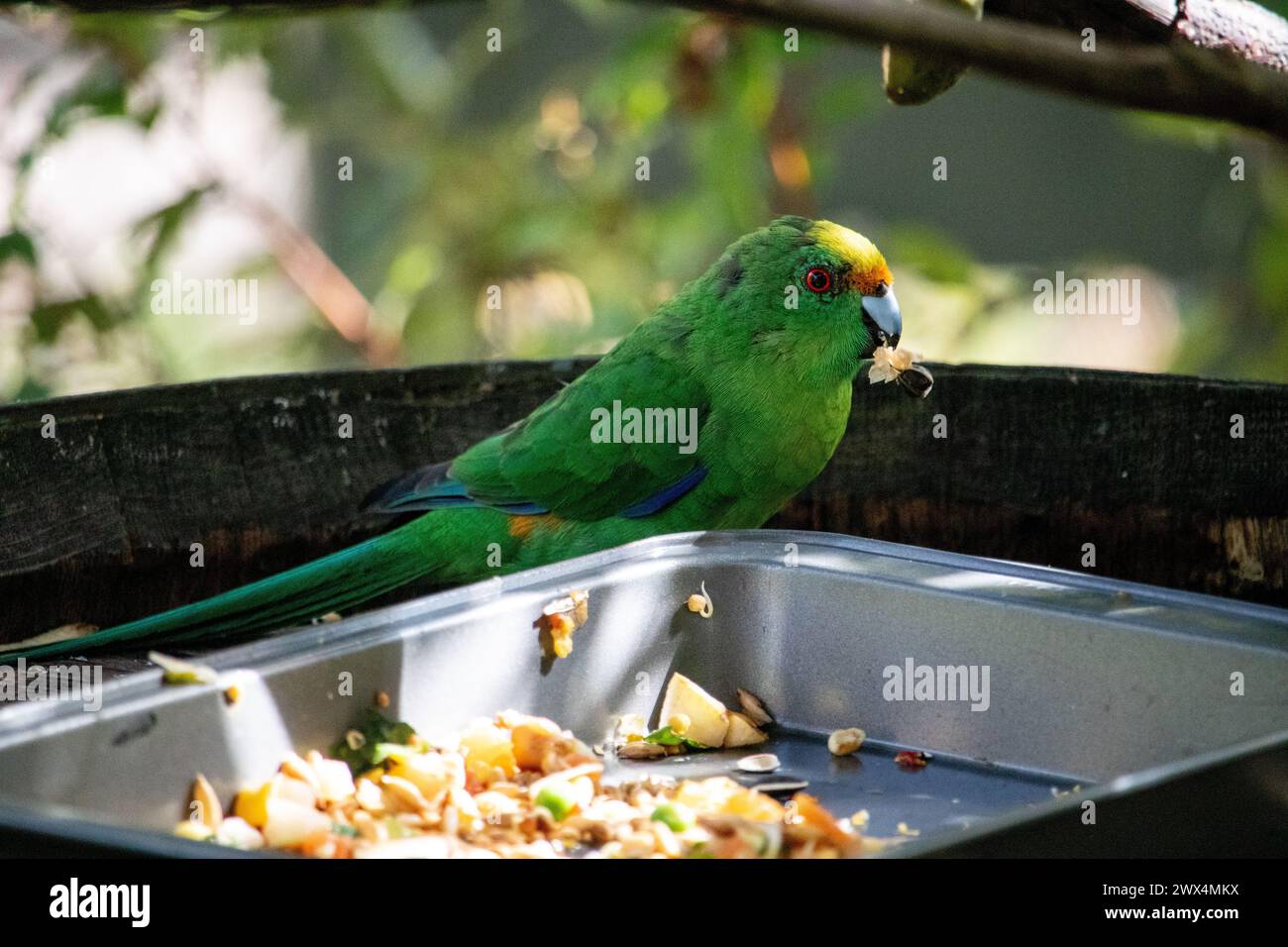 Uccello nativo della nuova Zelanda: kākāriki (parakeet) fuori a mangiare Foto Stock