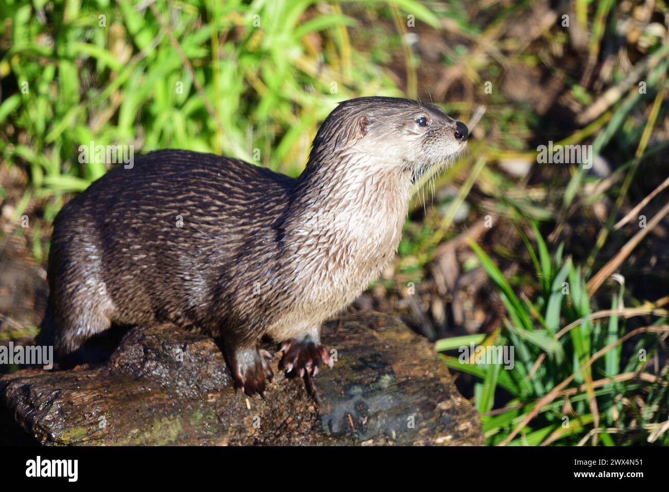 Ritratto di una piccola lontra asiatica (aonyx cinerea) in piedi su una roccia Foto Stock