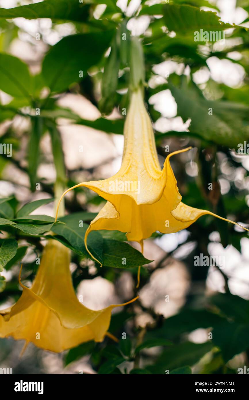 Splendidi fiori Datura gialli (Brugmansia aurea), la tromba dell'angelo dorato in un giardino. Primo piano. Foto Stock