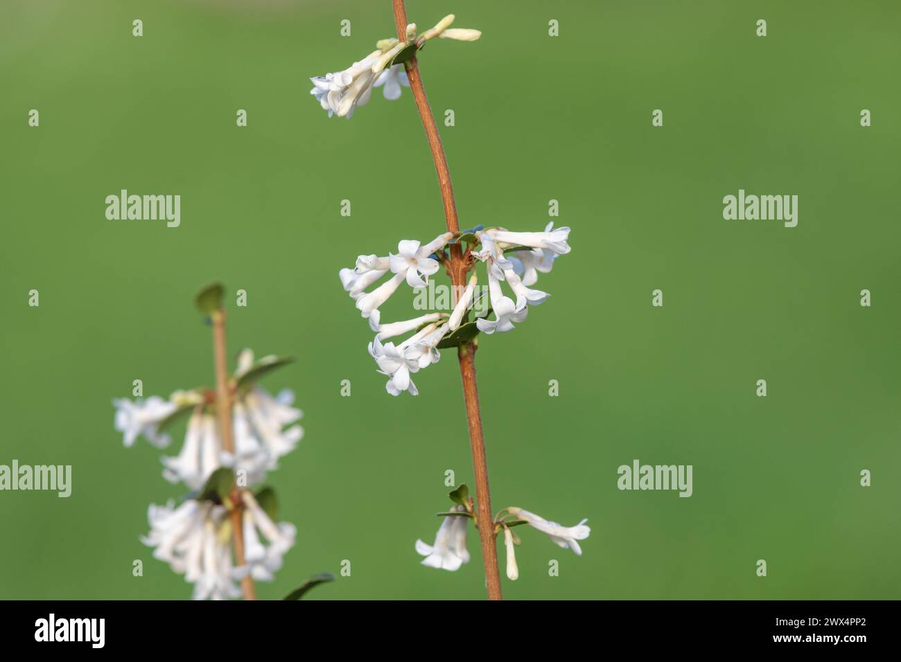 Primo piano di fiori di osmanthus delavayi in fiore Foto Stock