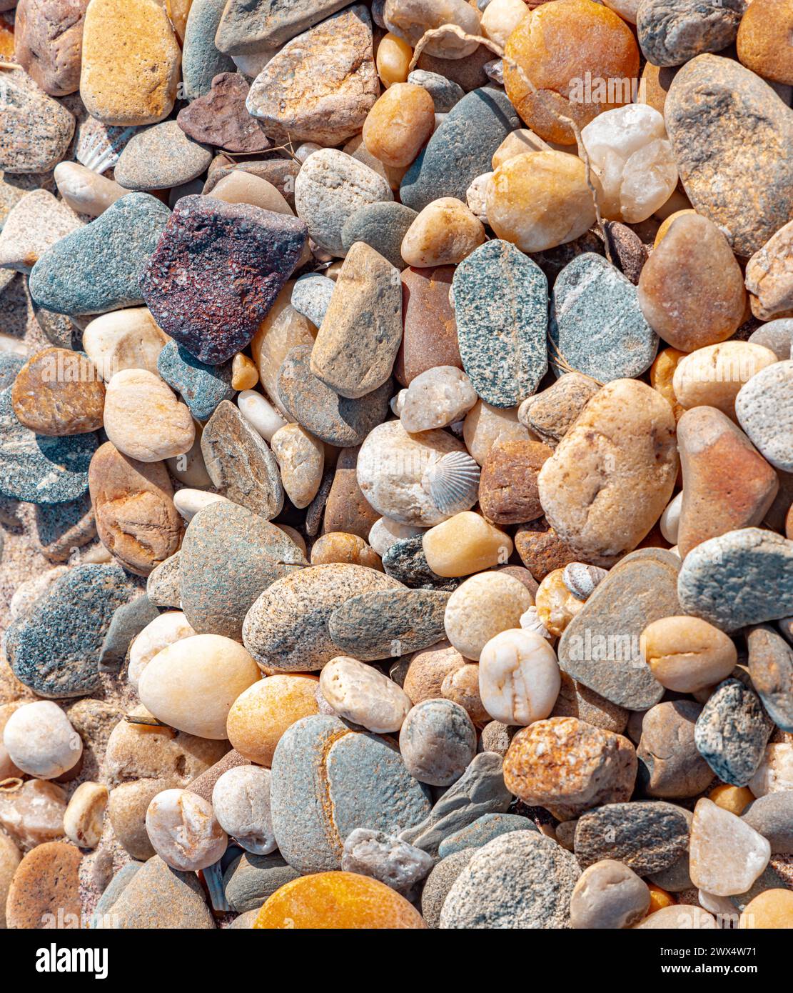 immagine dettagliata di conchiglie e rocce Foto Stock