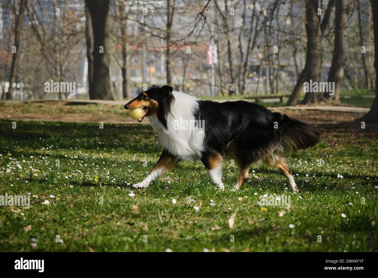 Il Black Tricolor Rough Collie si trova all'aperto nel parco primaverile nelle giornate di sole e gioca con la palla. Simpatico cane Collie scozzese, a pelo lungo inglese Collie ha f Foto Stock
