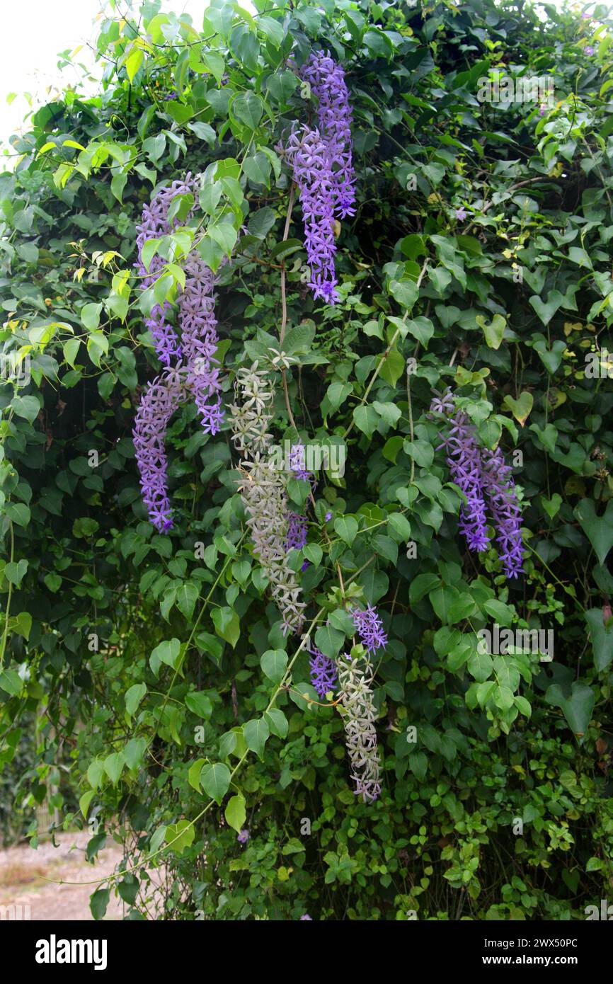 Sandpaper Vine, Queen's Wreath o Purple Wreath, Petrea volubilis, Verbenaceae. Costa Rica. Un vitigno twining del Centro e Sud America. Foto Stock