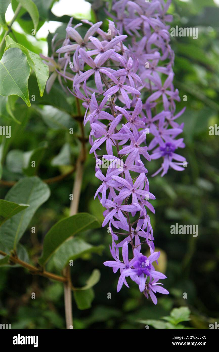 Sandpaper Vine, Queen's Wreath o Purple Wreath, Petrea volubilis, Verbenaceae. Costa Rica. Un vitigno twining del Centro e Sud America. Foto Stock