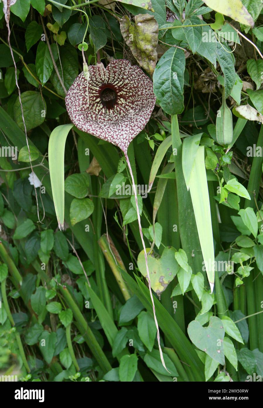 Calico Flower, Aristolochia littoralis, Aristolochiaceae, Costa Rica, Sud America. Foto Stock