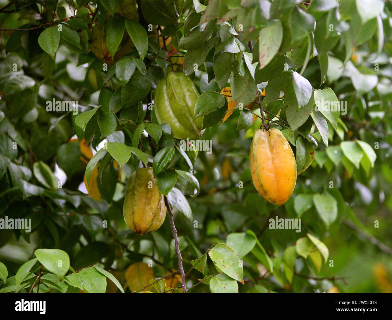 Carambola, Star Fruit o Starfruit Tree, Averrhoa carambola, Oxalidaceae (Averrhoaceae), Costa Rica. Foto Stock