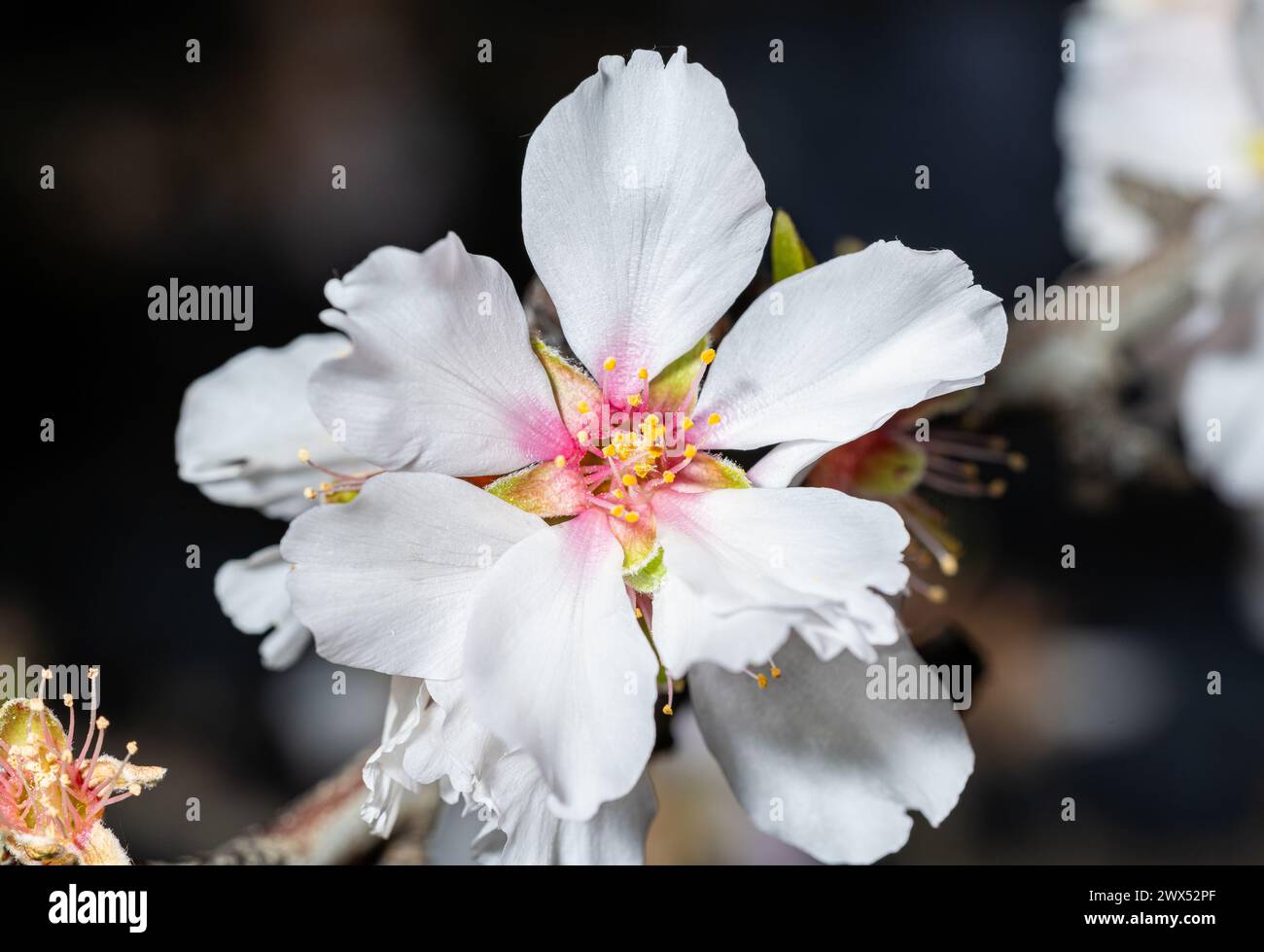 fiori di mandorla natura botanica primaverile Foto Stock