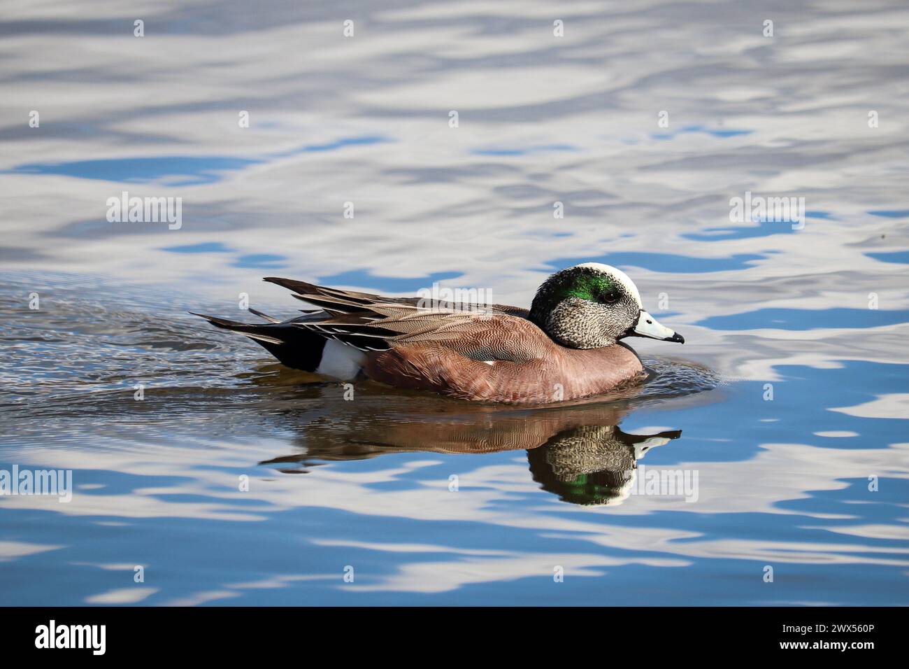 Un ragazzo americano o Mareca americana che nuota sul lago Green Valley a Payson, Arizona. Foto Stock