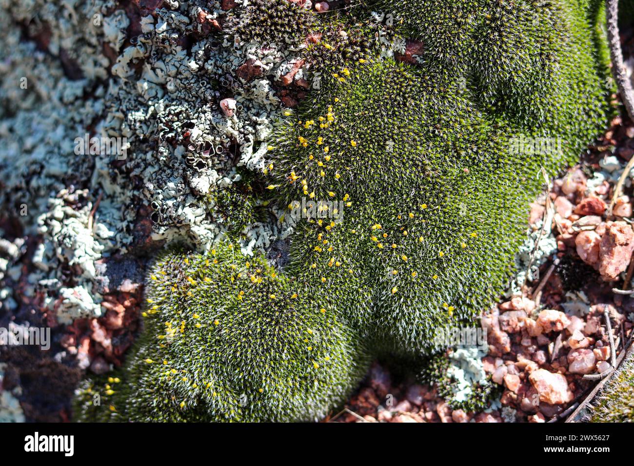 Primo piano di un piccolo lembo di muschio e licheni che crescono su una roccia al Rumsey Park di Payson, Arizona. Foto Stock