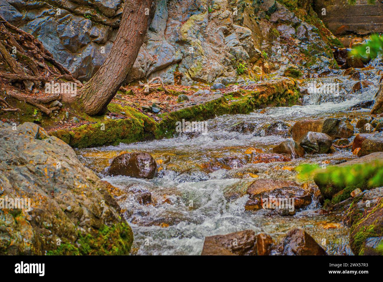Un ruscello di montagna con lussureggianti muschi verdi su rocce e cascate di acqua impetuosa Foto Stock