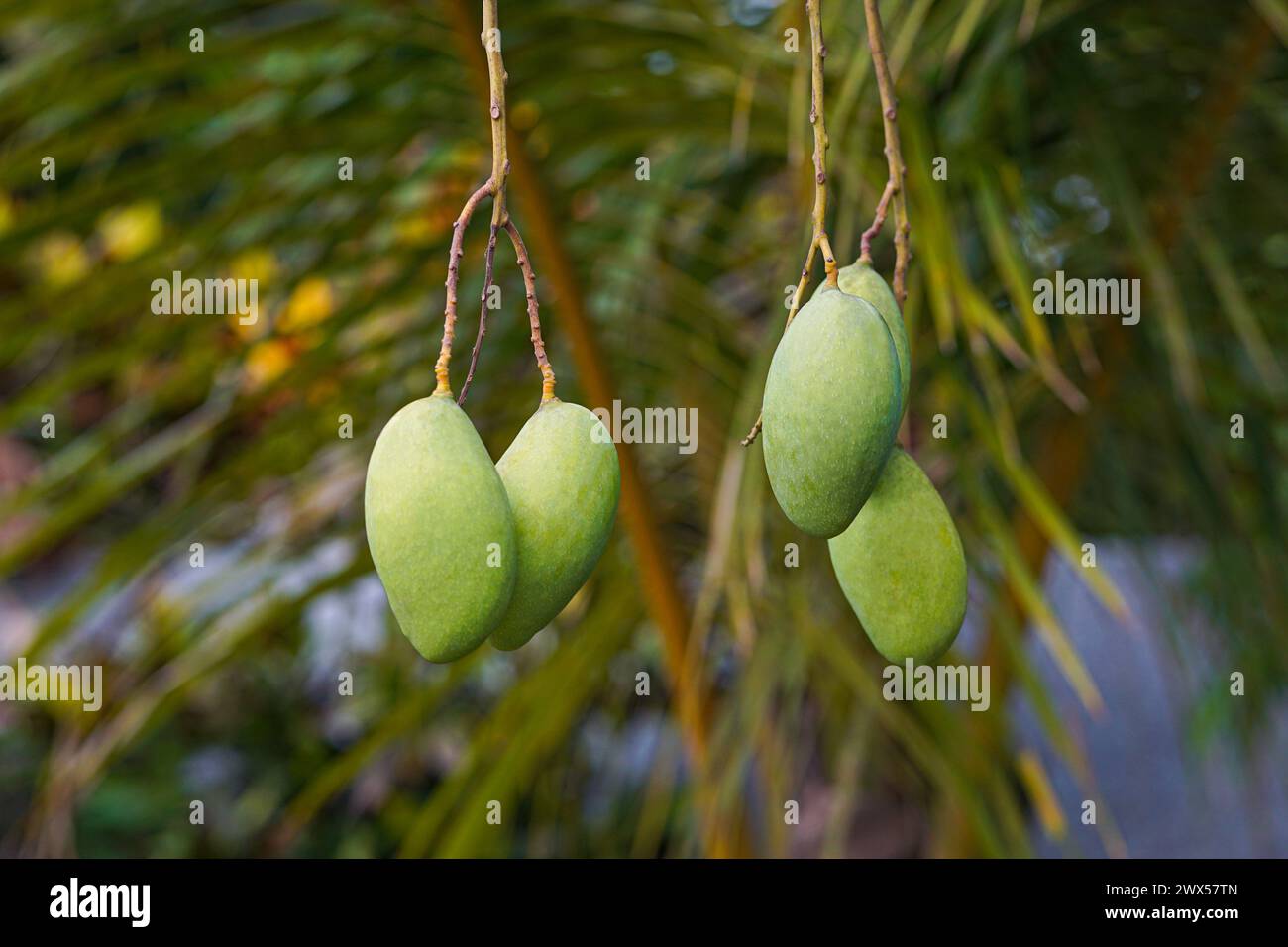 Frutto tropicale di mango acerrimo appeso sull'albero (bellissimo sfondo sfocato), mango verde biologico appeso al suo albero Foto Stock