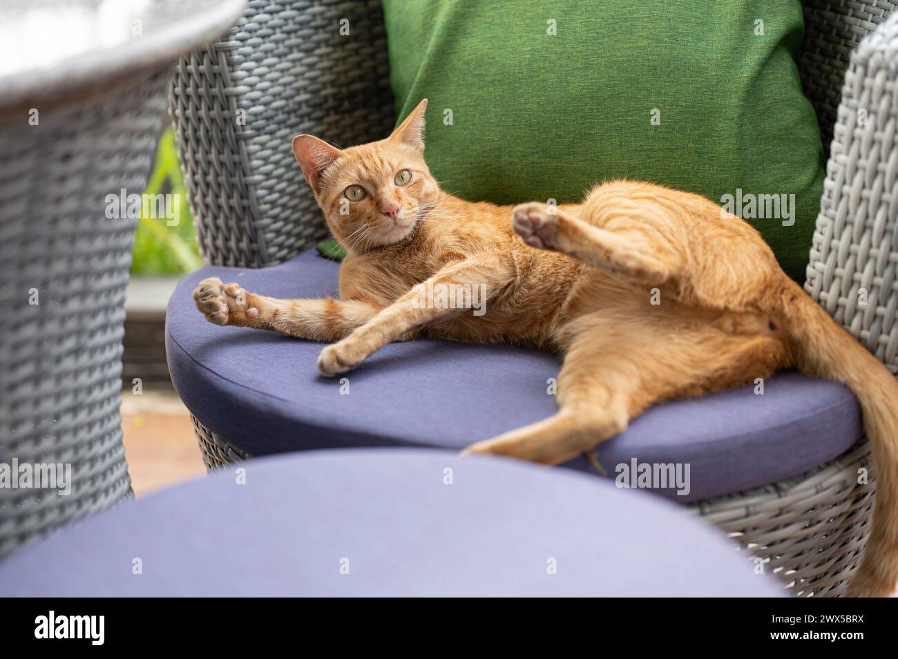 Un adorabile gatto arancione adagiato su una poltrona all'aperto su un patio. concetto animale Foto Stock