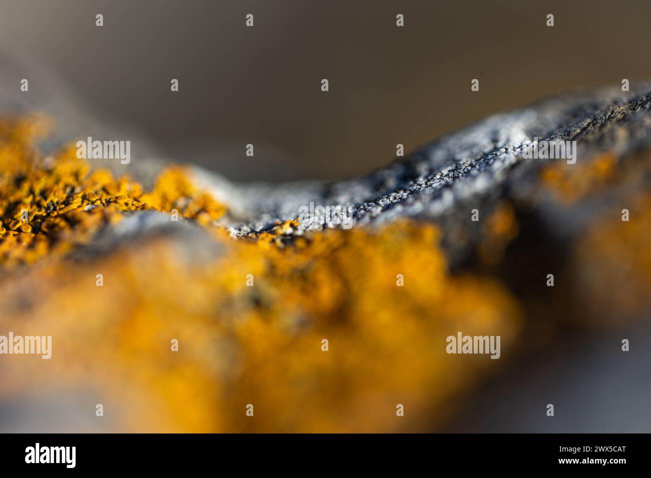 Un macro shot di lichene giallo sulle rocce della riserva marina di Taputeranga, Owhiro Bay, Wellington, nuova Zelanda. Foto Stock