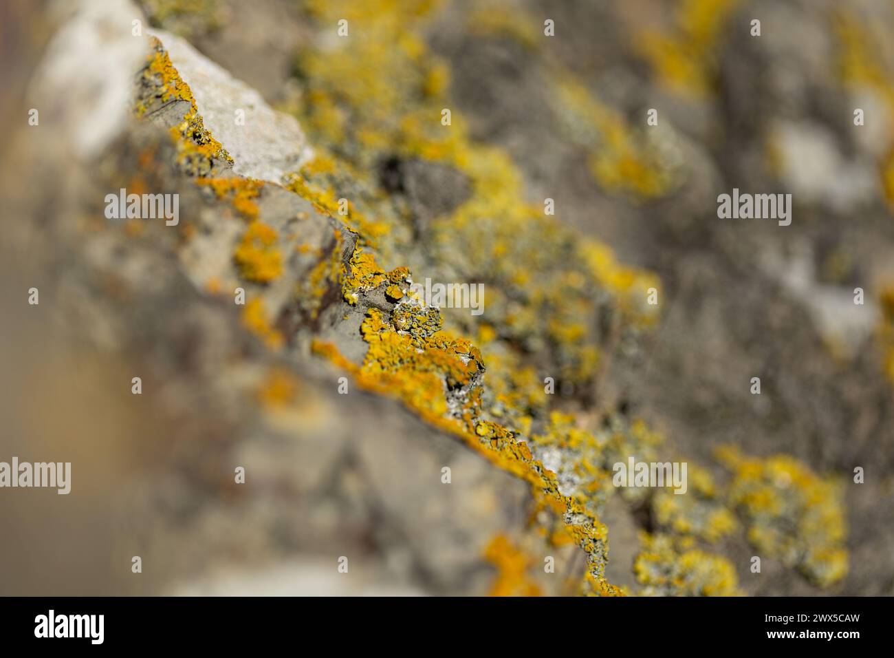 Un macro shot di lichene giallo sulle rocce della riserva marina di Taputeranga, Owhiro Bay, Wellington, nuova Zelanda. Foto Stock