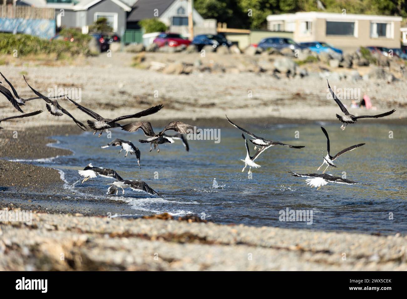 Gabbiani che prendono il volo alla riserva marina di Taputeranga a Owhiro Bay, Wellington, nuova Zelanda. Foto Stock