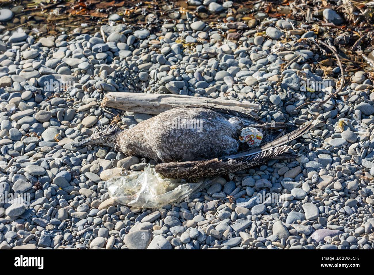 Un gabbiano morto e in decomposizione in una spiaggia in nuova Zelanda. I rifiuti di plastica sono stati lavati su un lato. Foto Stock