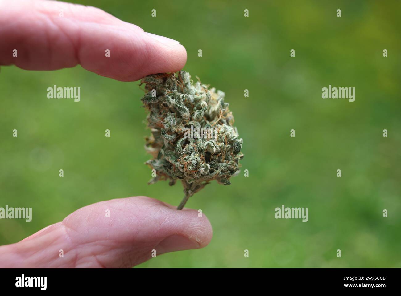 Augusta, Germania. 21 marzo 2024. Una mano tiene un fiore di cannabis essiccato. Il 22 marzo, il Consiglio federale ha aperto la strada alla parziale legalizzazione della cannabis il 1° aprile. Crediti: Karl-Josef Hildenbrand/dpa/Alamy Live News Foto Stock