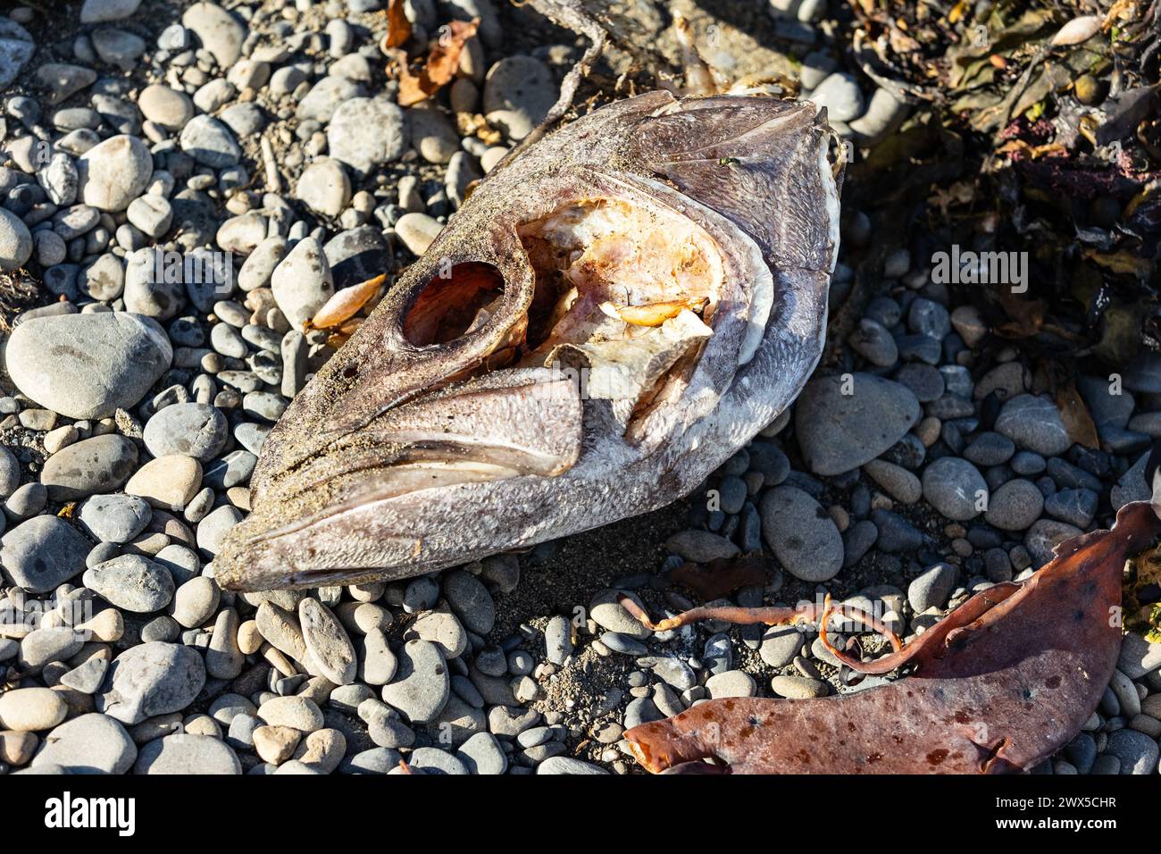 Una testa di pesce recisa e decaduta che si è lavata alla riserva marina di Taputeranga, Owhiro Bay, Wellington, nuova Zelanda. Foto Stock