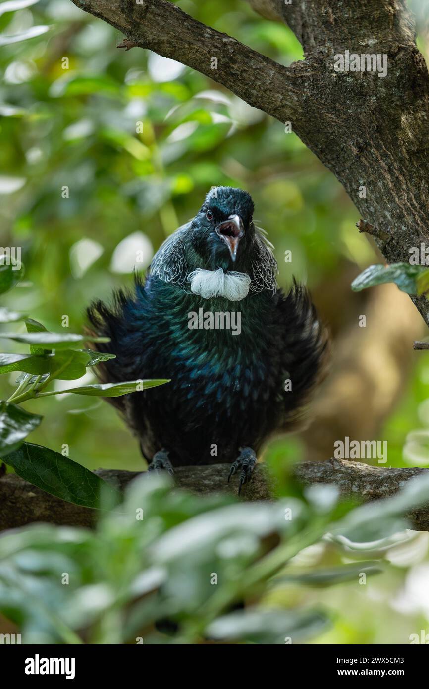 Cantare Tui Bird in un albero. Gli uccelli TUI sono nativi della nuova Zelanda e sono altamente territoriali e difenderanno aggressivamente il loro spazio. Foto Stock