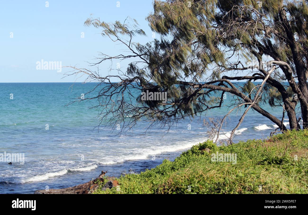 Oceano e alberi a Elliott Heads nel Queensland, Australia Foto Stock