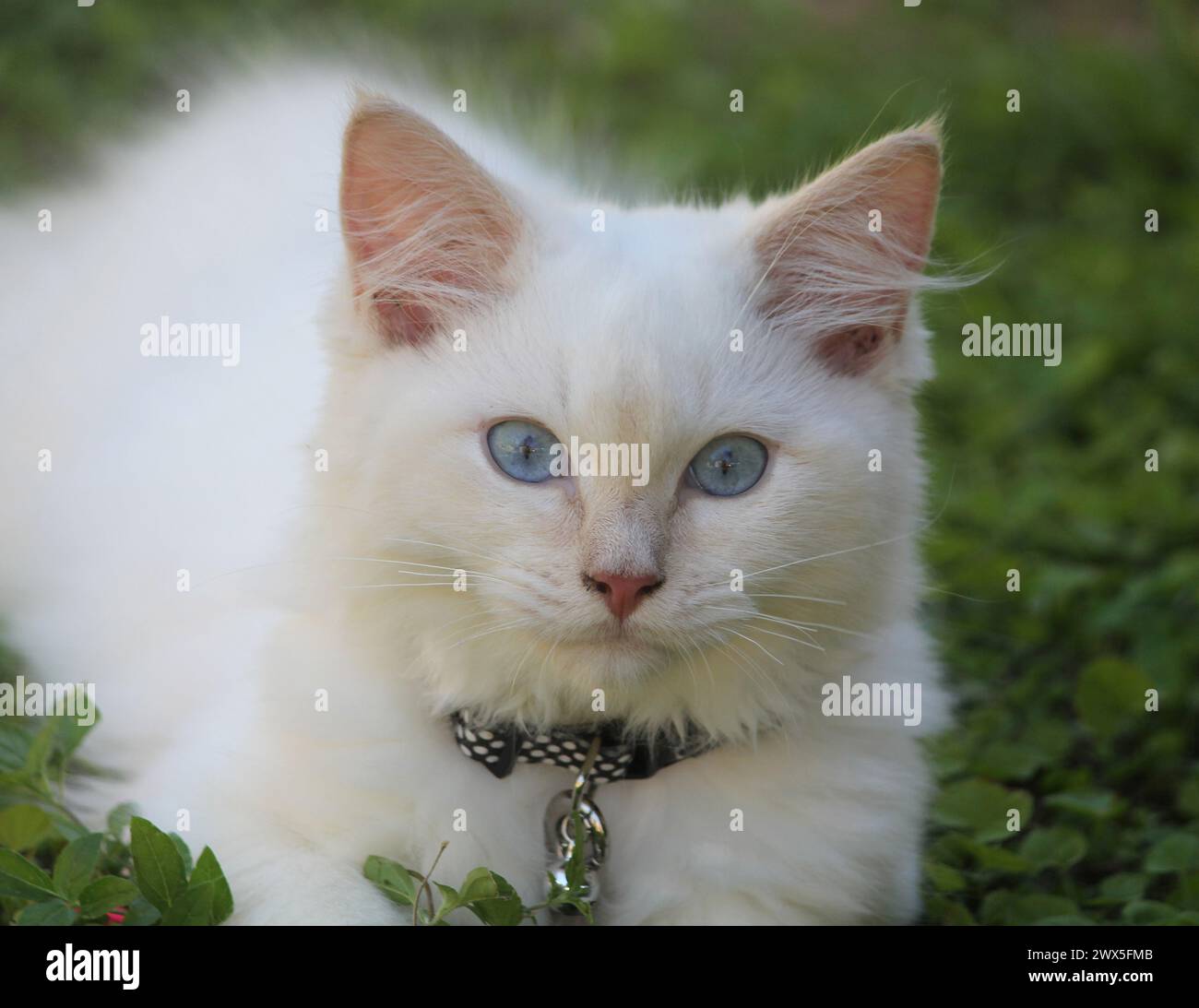 Gattino ragdoll con punta di fiamma rossa seduto sull'erba Foto Stock