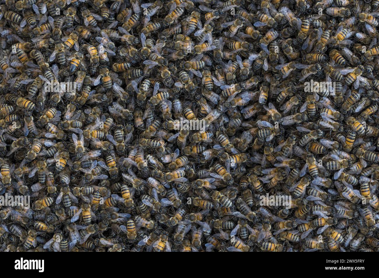 Alveare di api mellifere. Foto Stock