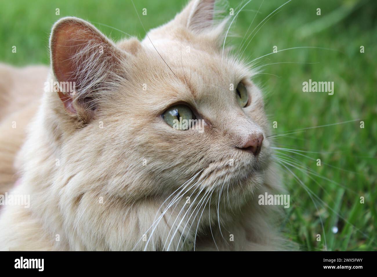 Ritratto di un gatto dello zenzero seduto sull'erba Foto Stock