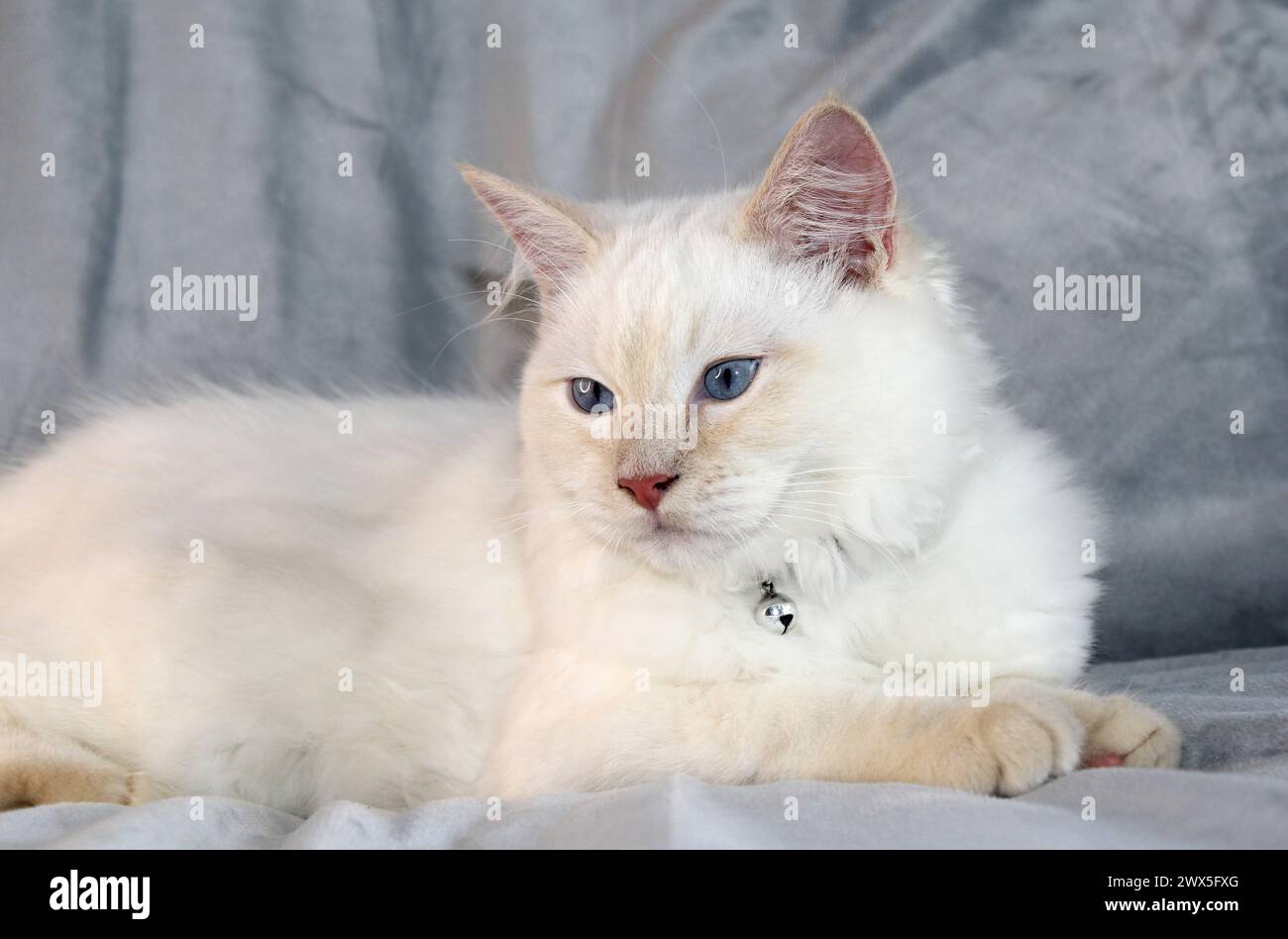 Gattino ragdoll rosso con punta di fiamma seduto su una coperta grigia Foto Stock