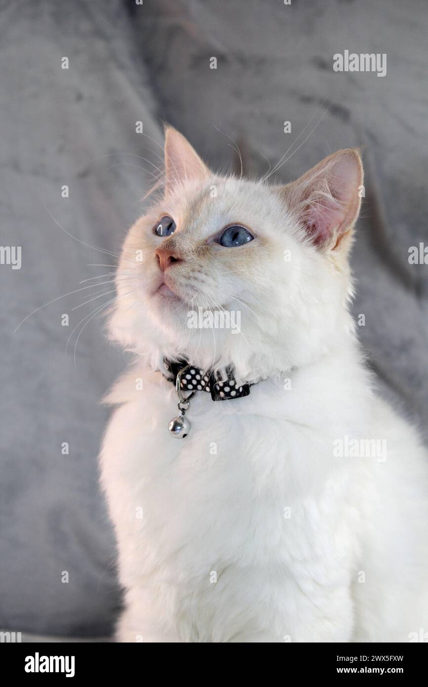 Ritratto di un gattino ragdoll con punta di fiamma rossa su sfondo grigio Foto Stock