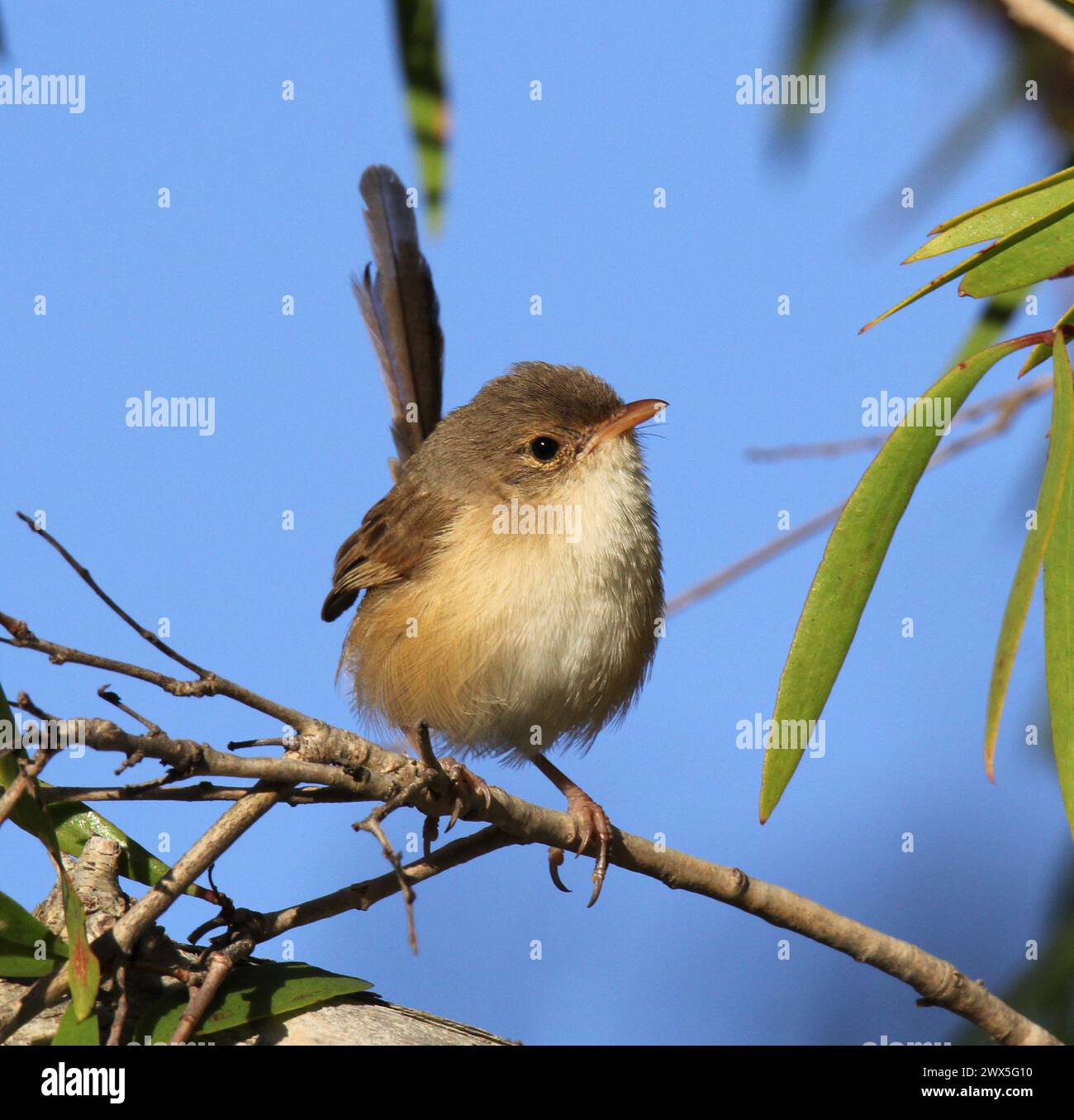 Uccello da favola con dorso rosso seduto su un ramo d'albero Foto Stock