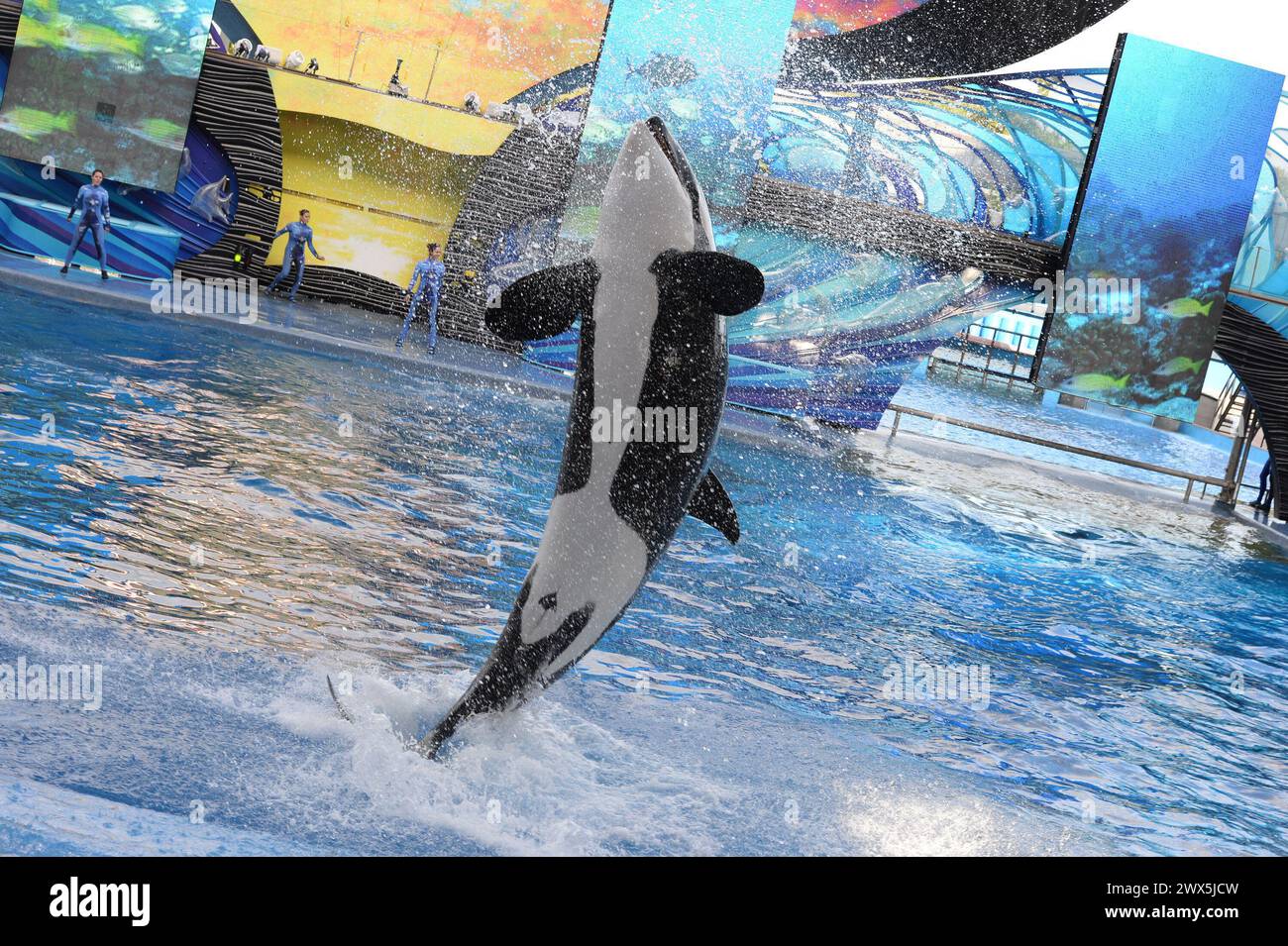 SMG Sea World FLXX Blackfish Xmas 122013 25.JPG ORLANDO, FL - 20 DICEMBRE: Il parco tematico assediato SeaWorld ha lanciato il suo primo grande attacco PR contro il pesce nero nel tentativo di compensare quasi 12 mesi di danni causati dal terrificante documentario, che ha raccontato i 39 anni di trattamento dell'acquario delle orche in cattività. Colpito dalle cancellazioni di artisti di alto profilo e dalle gite scolastiche, insieme a campagne aggressive di attivisti animali e a un'immagine offuscata, il parco marino con sede a Orlando ha pubblicato annunci a pagina intera in otto dei più grandi giornali del paese, razionalizzando i loro Foto Stock