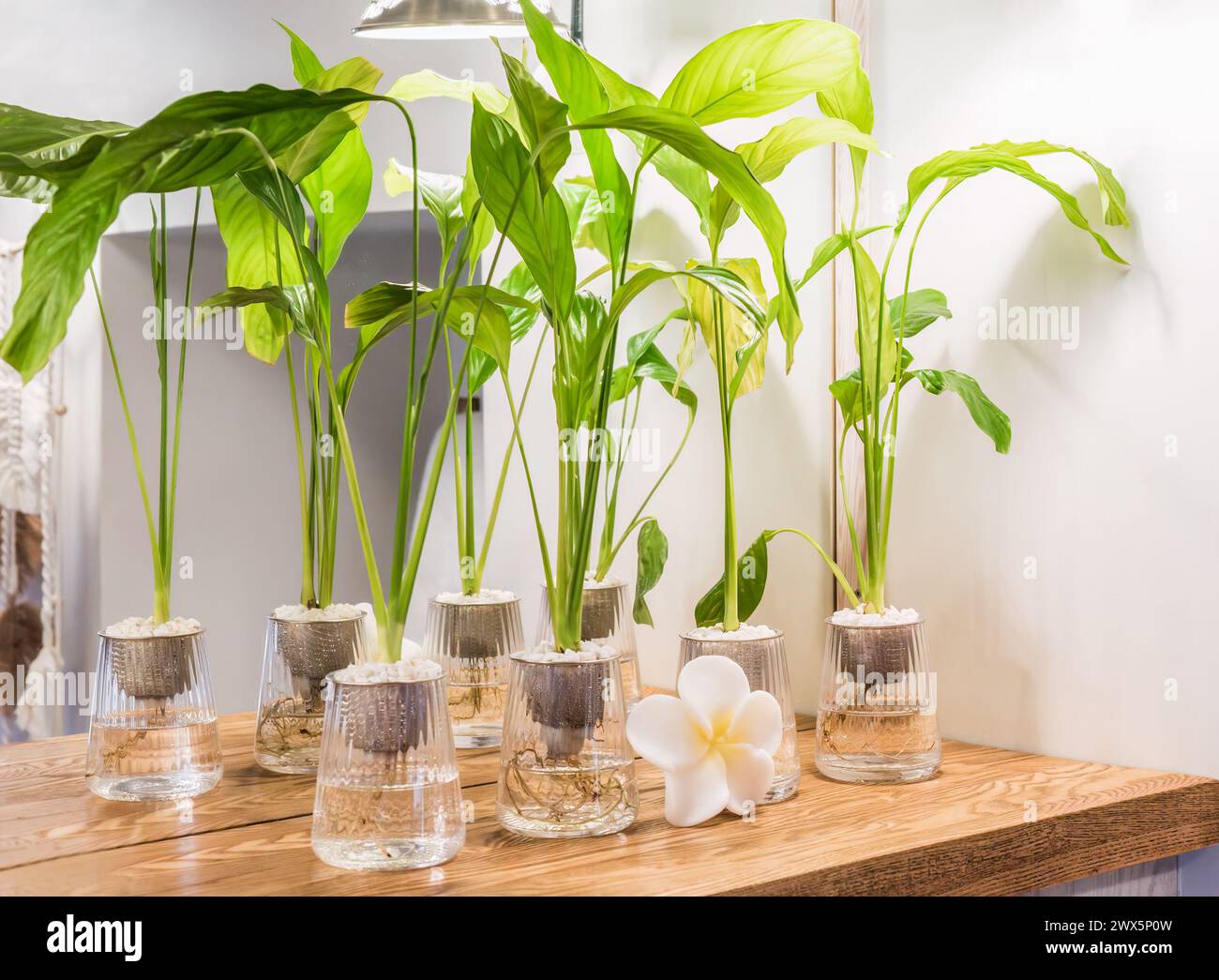 Spathiphyllum cochlearispathum comunemente chiamato giglio della pace che cresce in acqua nel vetro Foto Stock