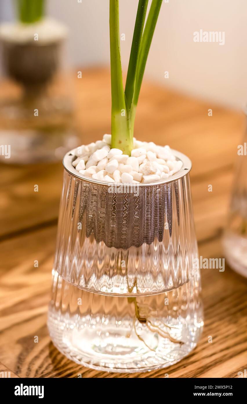 Spathiphyllum cochlearispathum comunemente chiamato giglio della pace che cresce in acqua nel vetro Foto Stock